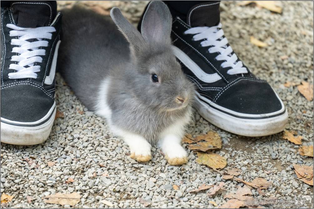 完全不怕人的兔子！甚至還會鑽到人的腳邊窩著，是不是超可愛